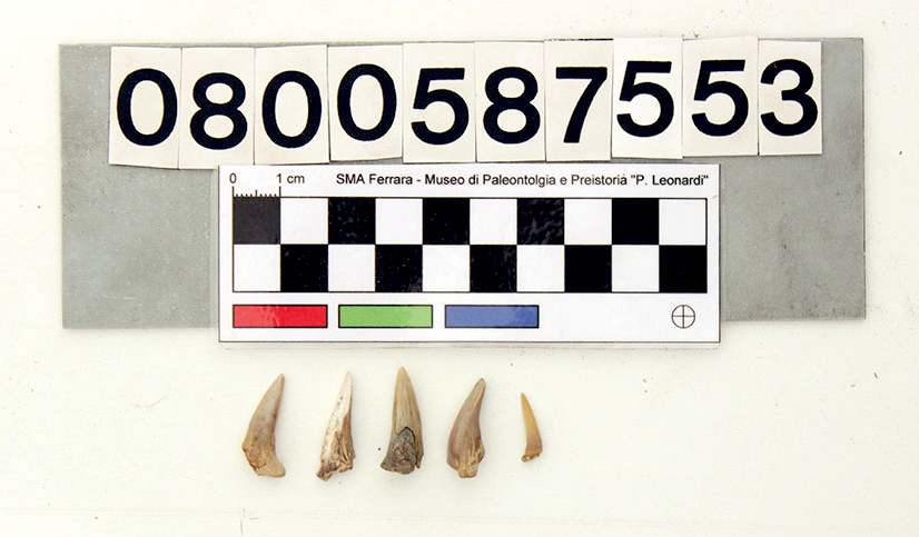 fossile (Odontaspis hopei, cinque denti, serie)