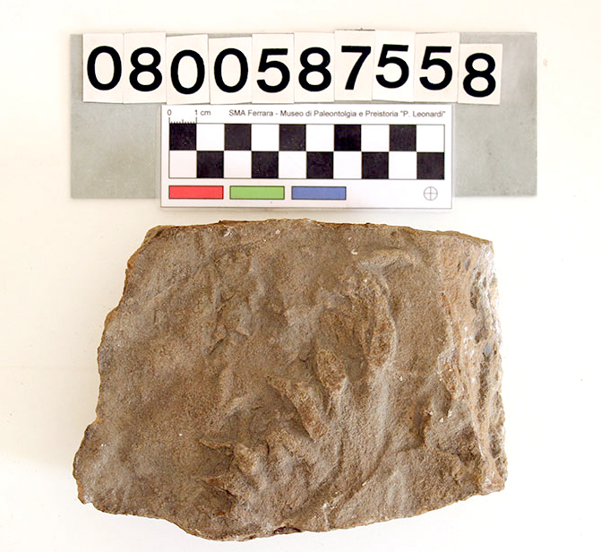 ichnofossile (Tridactylichnium leonardii, impronta, esemplare)