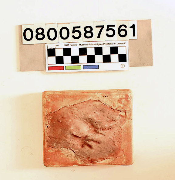 replica (modello) (Megapezia longipes, calco di impronte, esemplare)