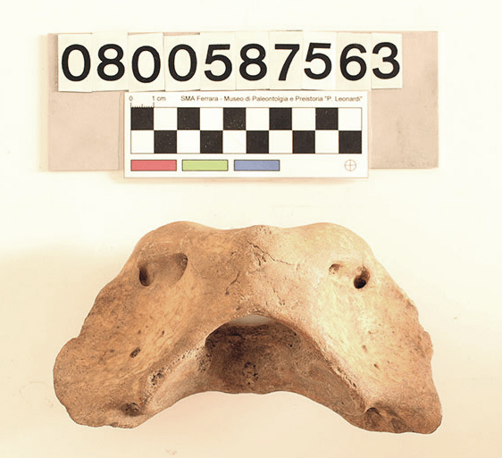 fossile (Ursus spelaeus, atlante, esemplare)