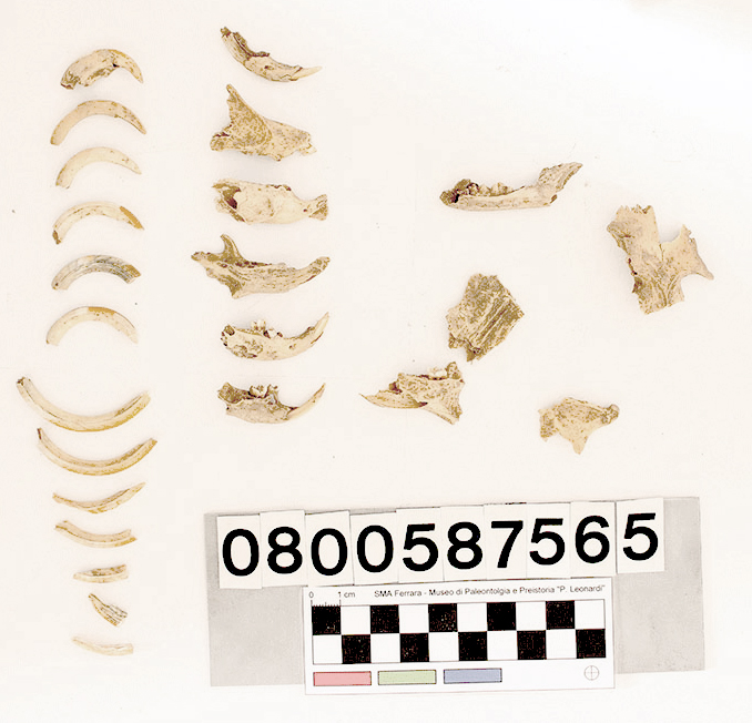 fossile (Marmota marmota e Meles meles, ossa varie, serie)