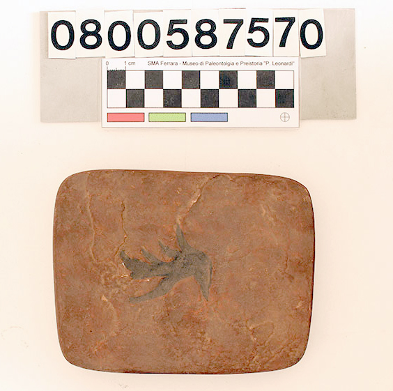 replica (modello) (impronta di Saurichnites kablikae, esemplare)