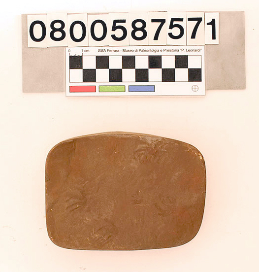 replica (modello) (impronta di Saurichnites incurvatus, esemplare)