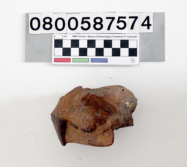 replica (modello) (calco di Megantereon cultridens, esemplare)