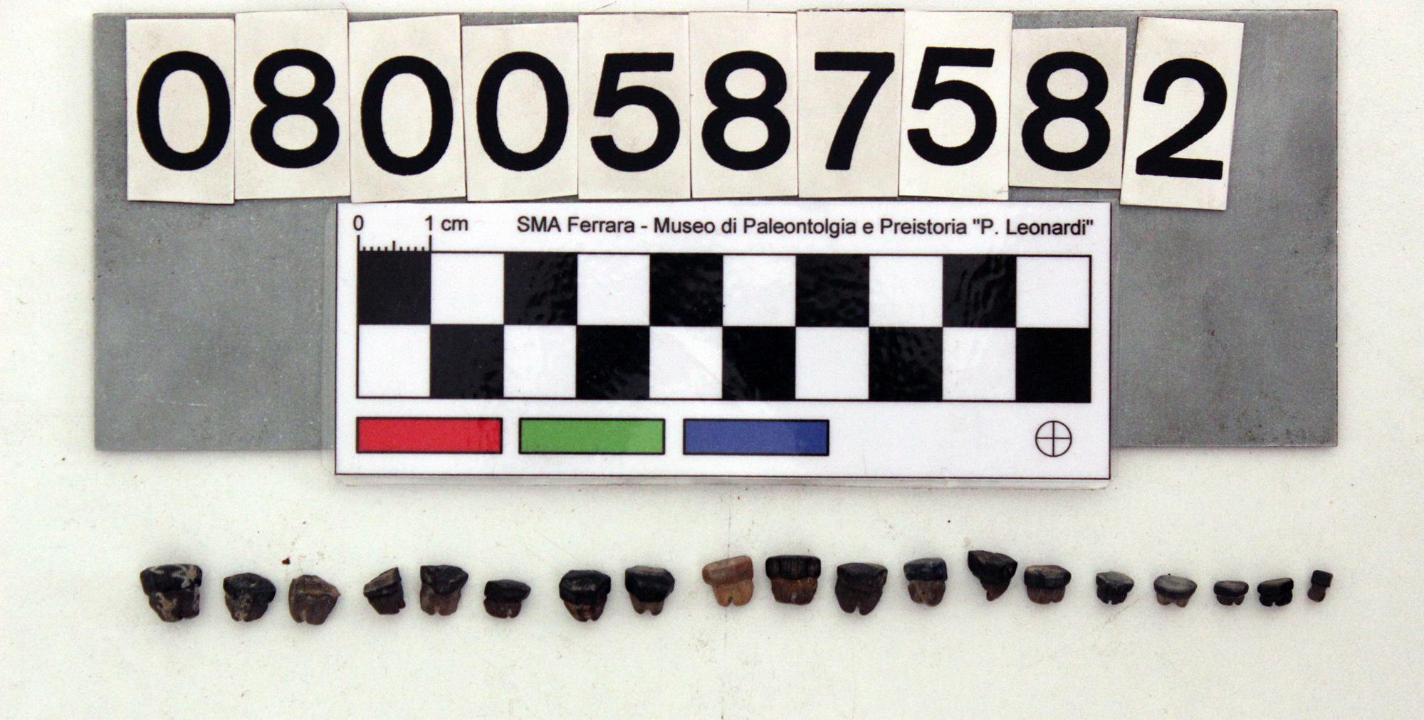 fossile (Myledaphus sp. 13 denti, serie)