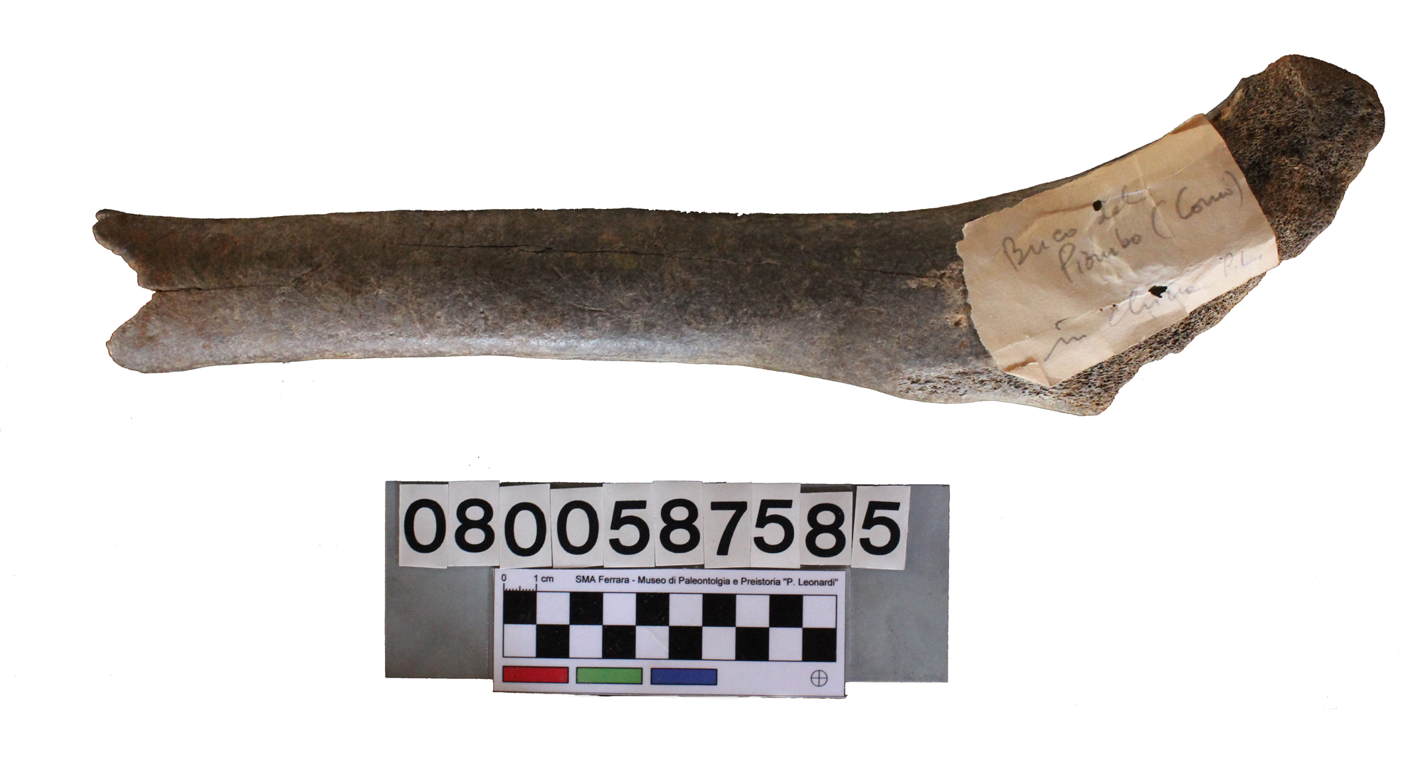 fossile (Ursus sp., femore, esemplare)