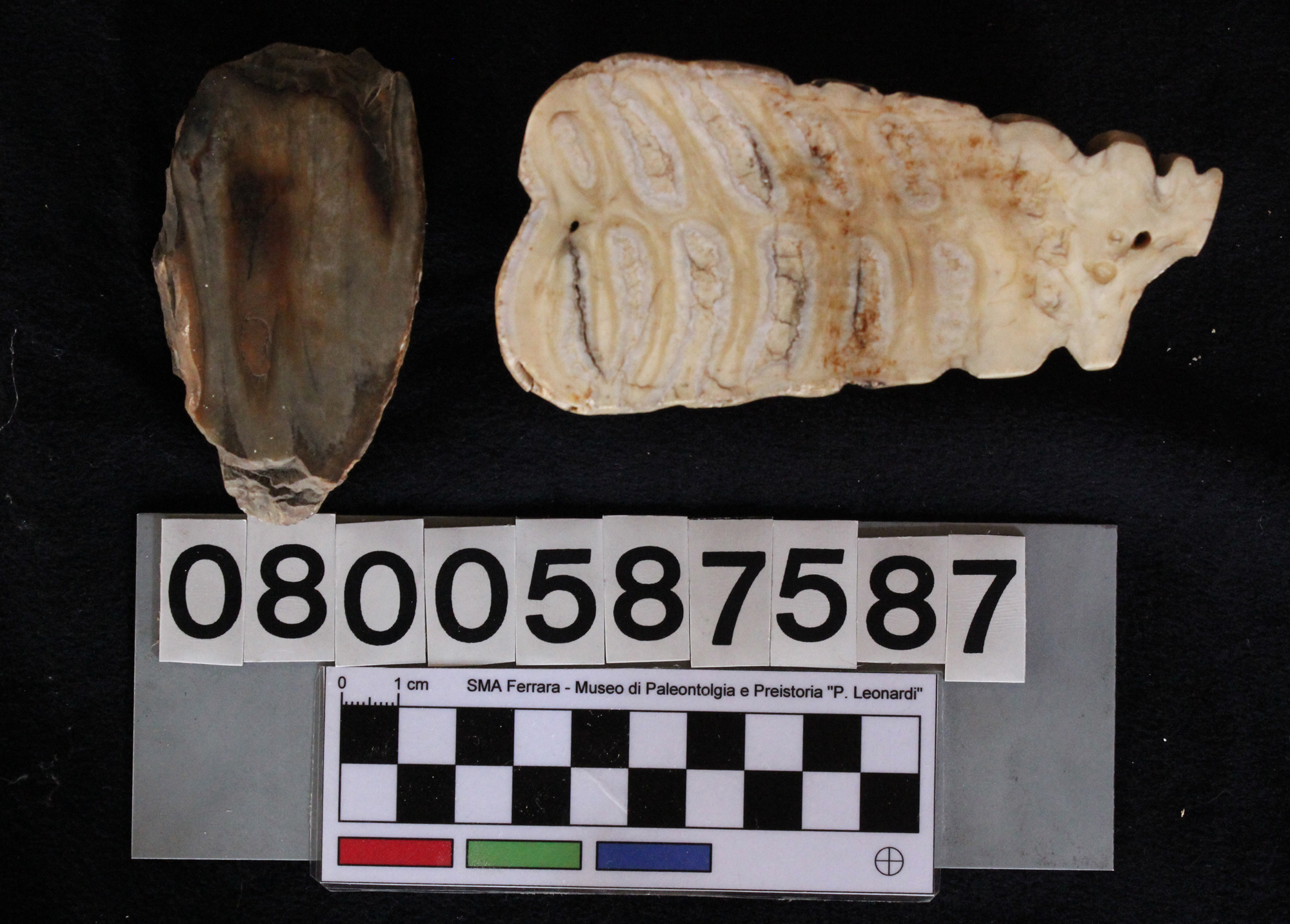 fossile (Mammuthus columbi, due frammenti di molare, serie)