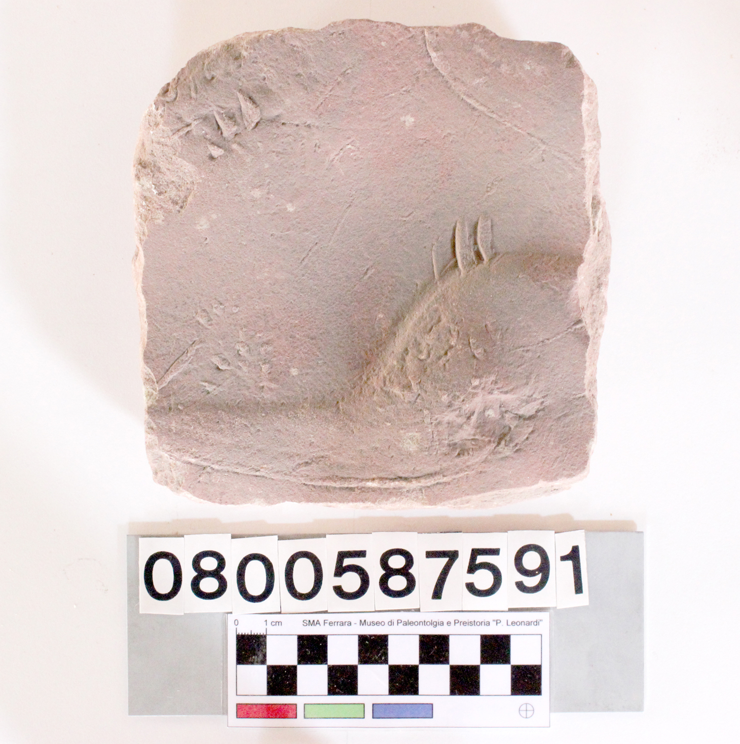 fossile (impronta di Saurichnites caudifer, esemplare)