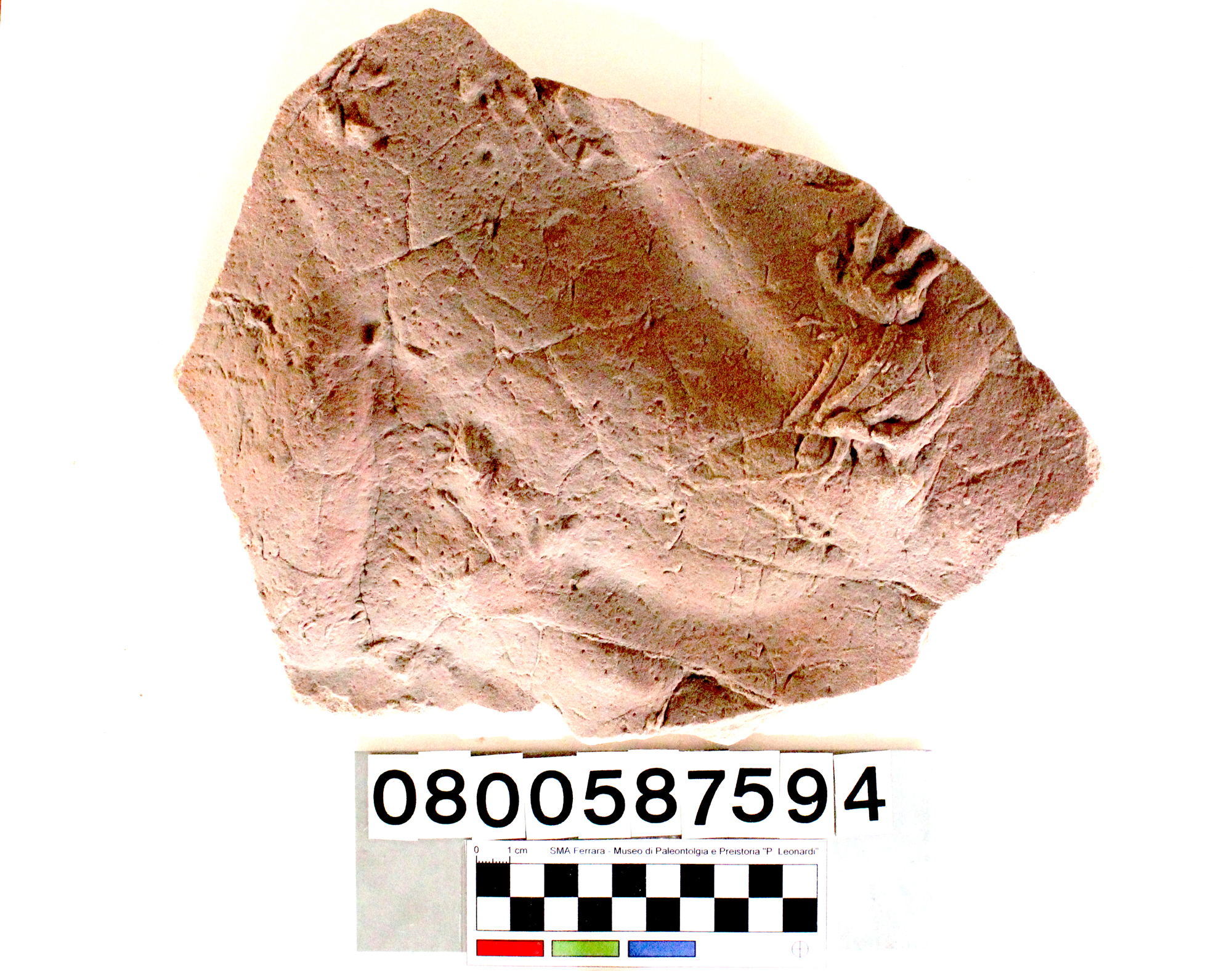 ichnofossile (impronta di Saurichnites, esemplare)