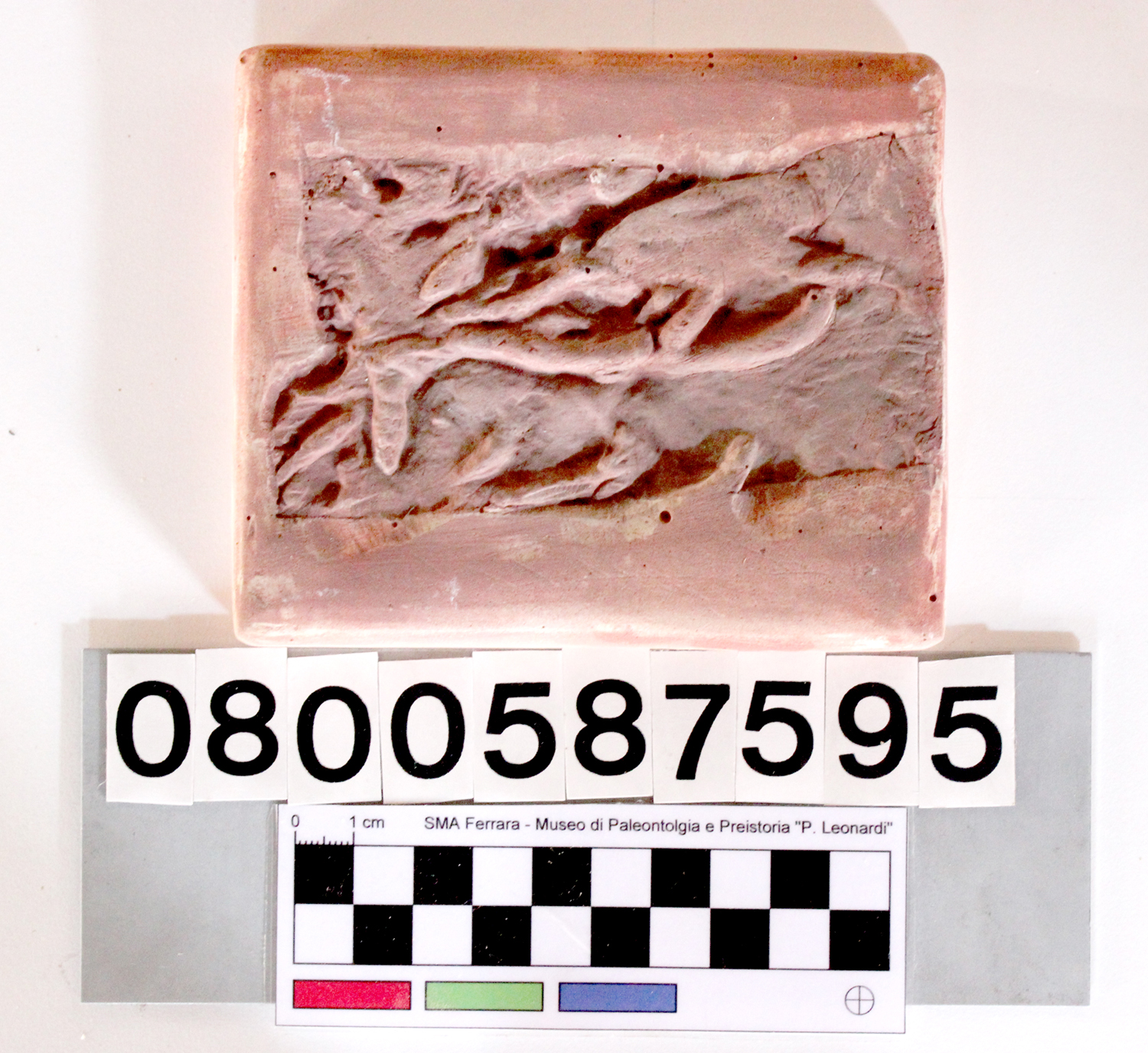 replica (modello) (impronta di Dromopus sp, esemplare)