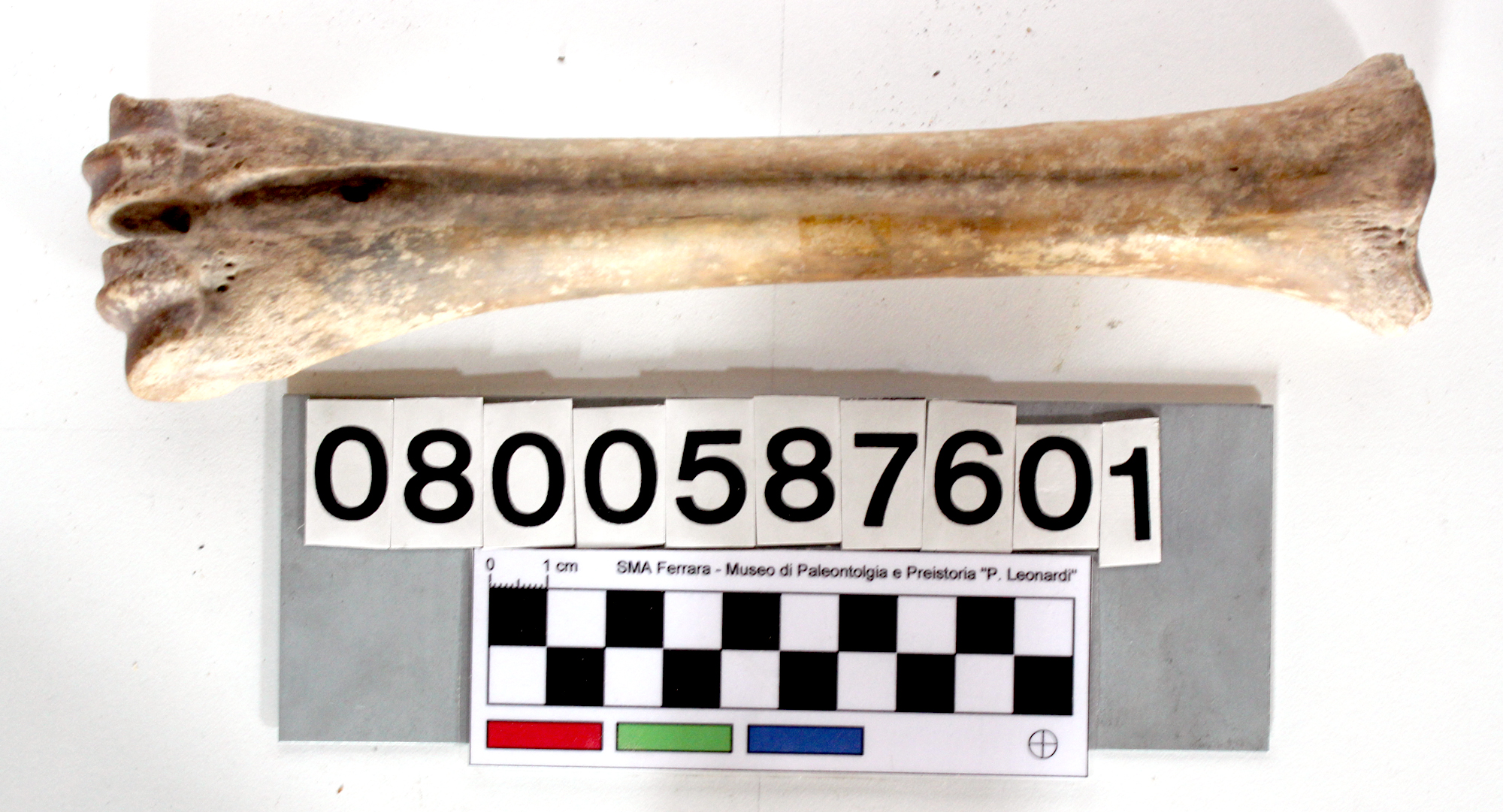 fossile (Bos primigenius, metatarso sinistro, esemplare)