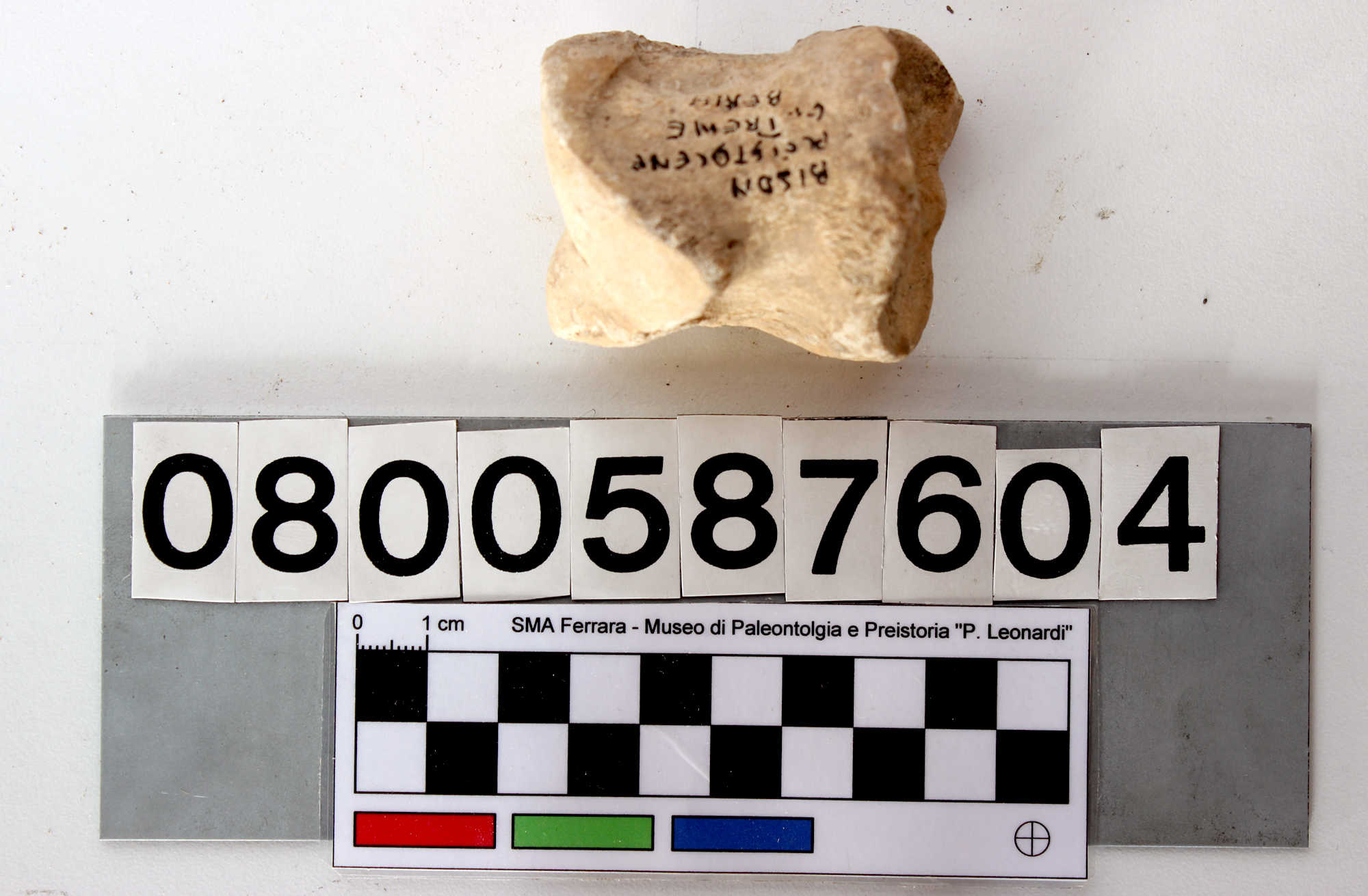 fossile (Bos vel Bison, II falange, esemplare)