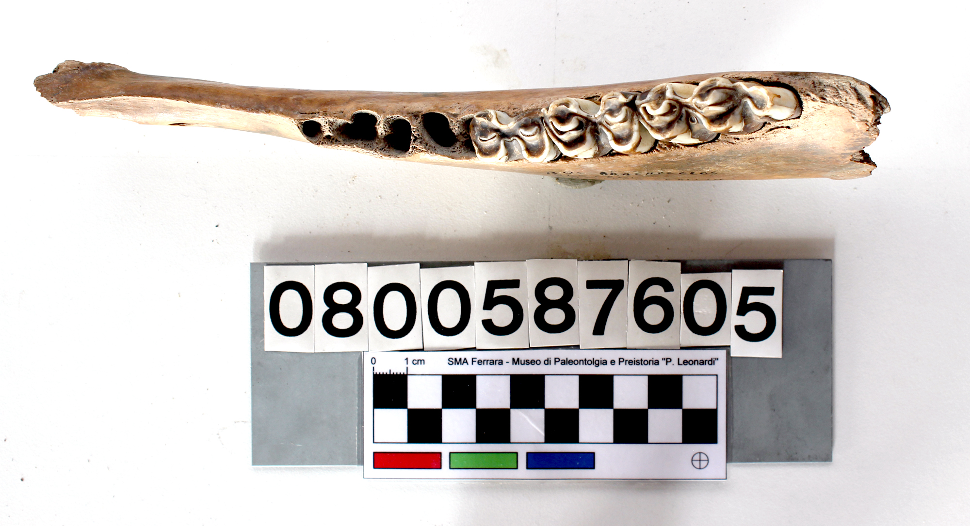 fossile (Bos primigenius, mandibola destra, esemplare)