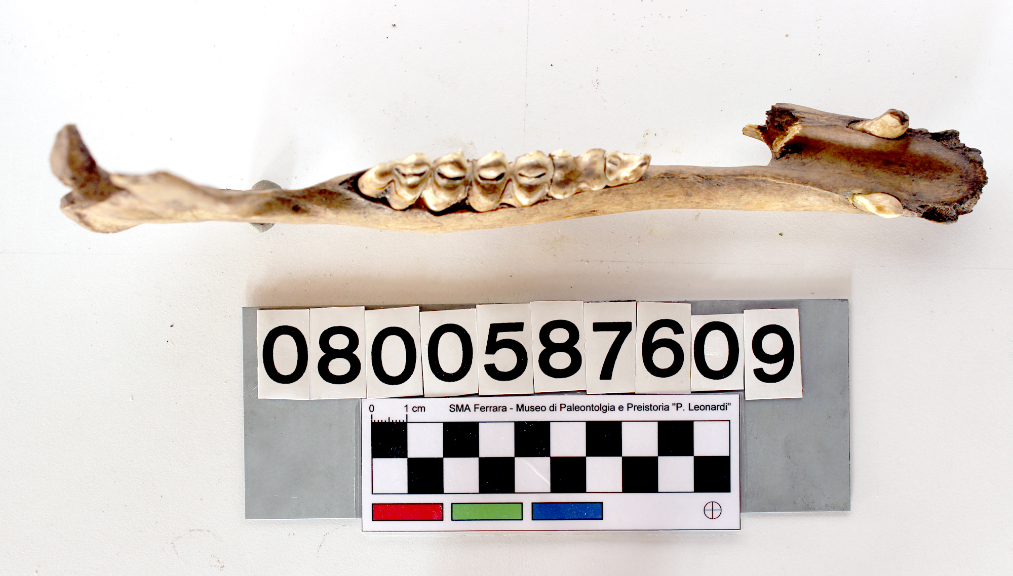 fossile (Lama glama, mandibola destra, esemplare)