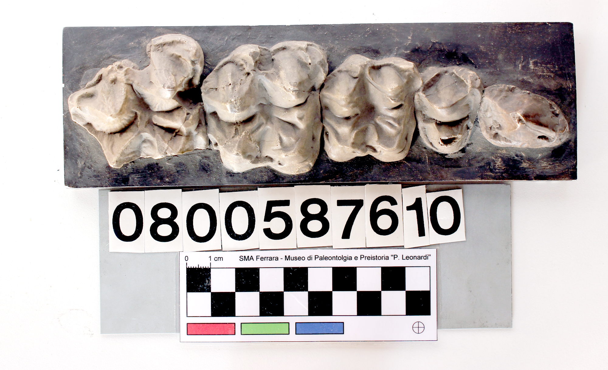 replica (modello) (Anthracotherium sp., serie dentaria superiore, esemplare)