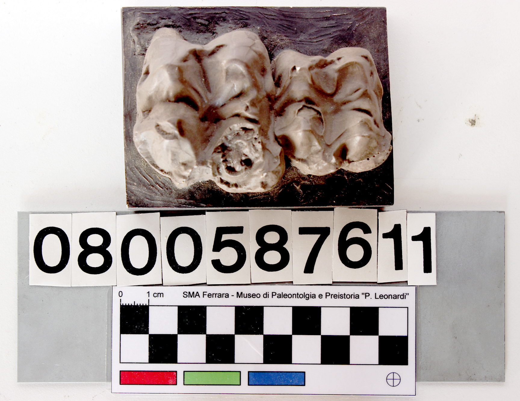 replica (modello) (Anthracotherium sp., serie dentaria superiore, collezione)