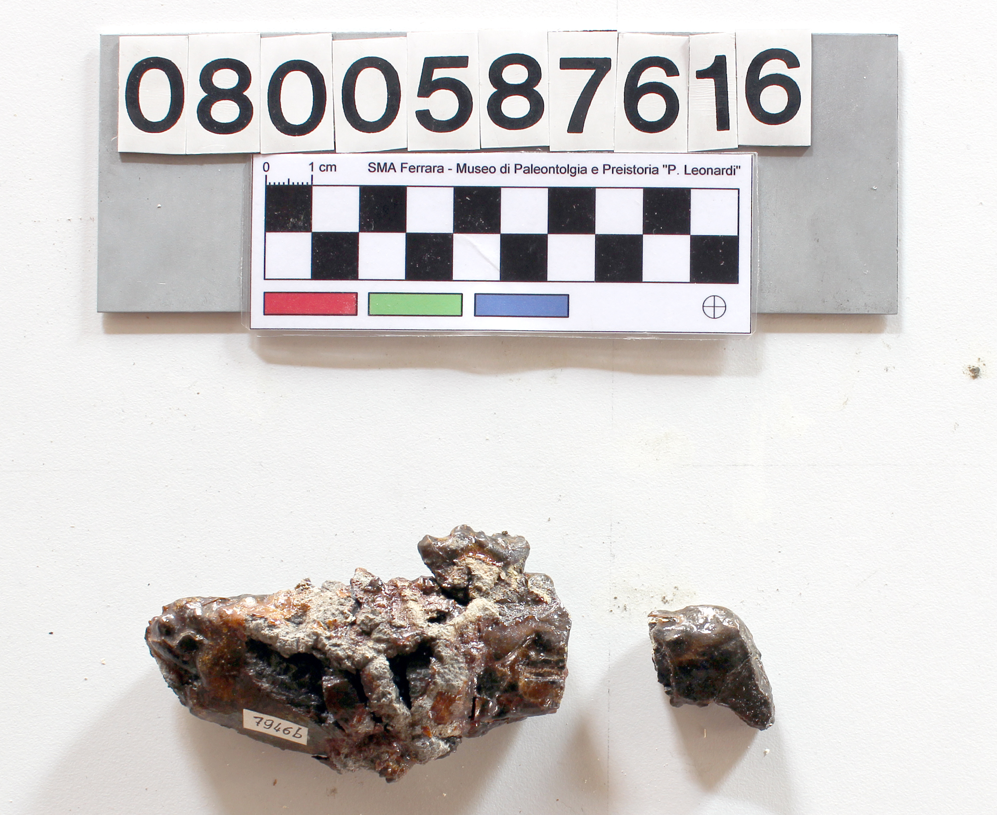 fossile (Anthracotherium sp, esemplare)