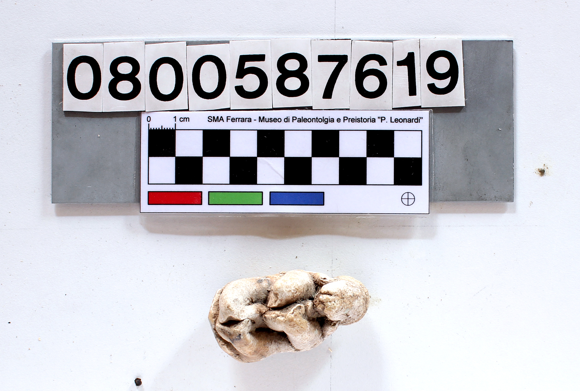 fossile (Hippopotamus koenigswaldi, molare, esemplare)