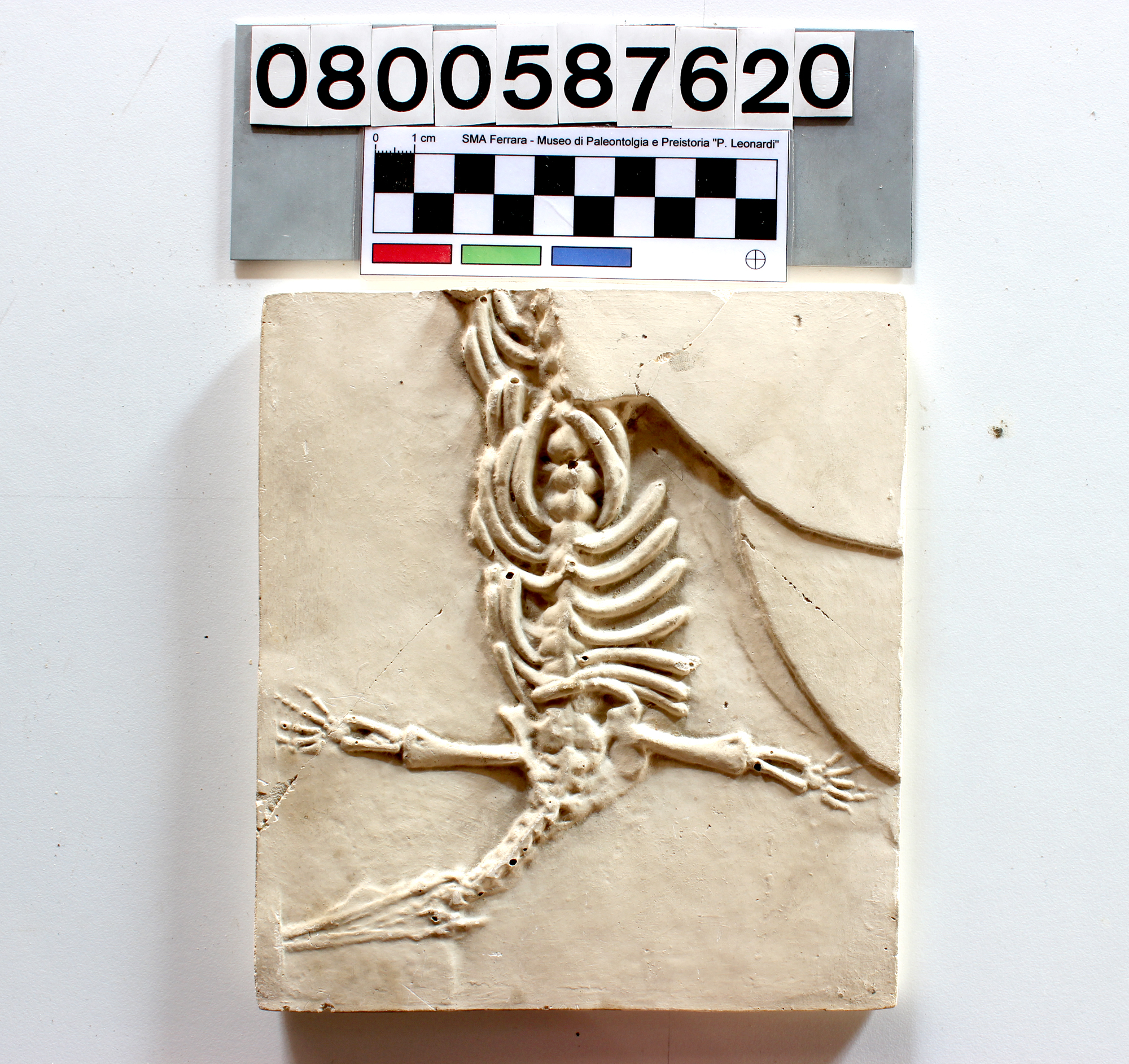 replica (modello) (Mesosaurus tenuidens su lastra, esemplare)