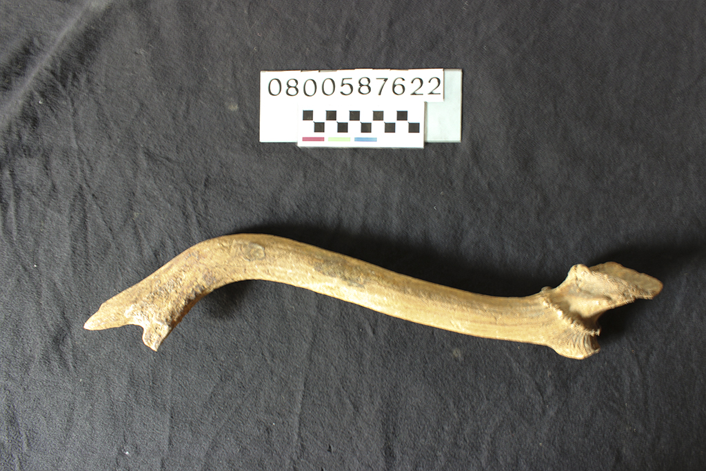 fossile (Cervus elaphus siciliae, esemplare)