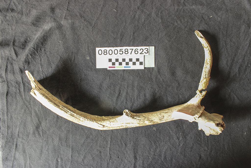 fossile (Cervus elaphus siciliae, esemplare)