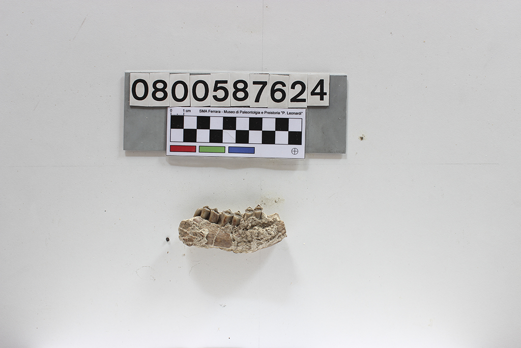 fossile (Cervus sp., Sangiran, mandibola, esemplare)