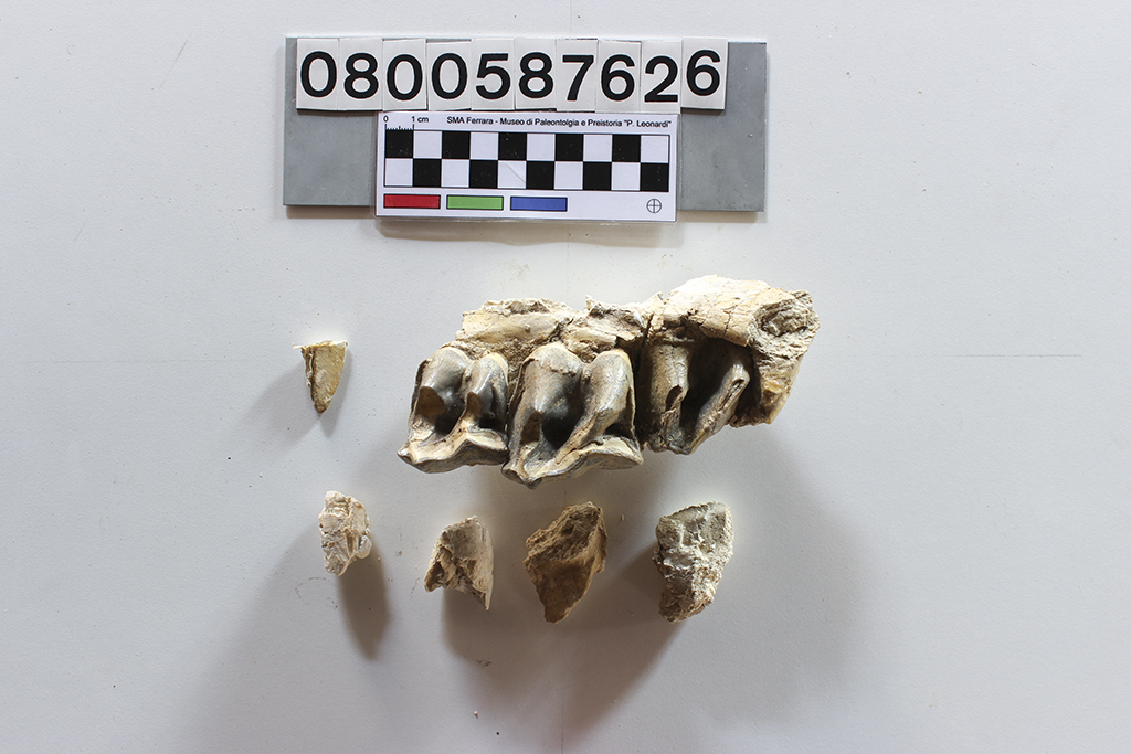 fossile (Trigonias sp., serie dentaria superiore, esemplare)
