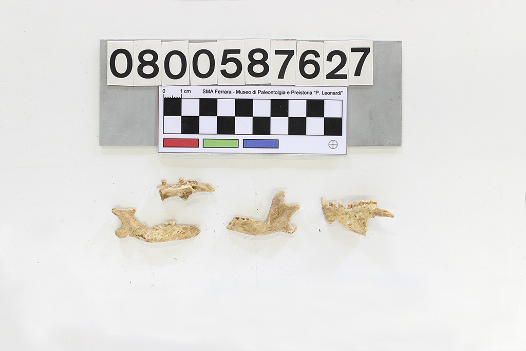 fossile (Erinaceus europaeus, palato e mandibole, serie)