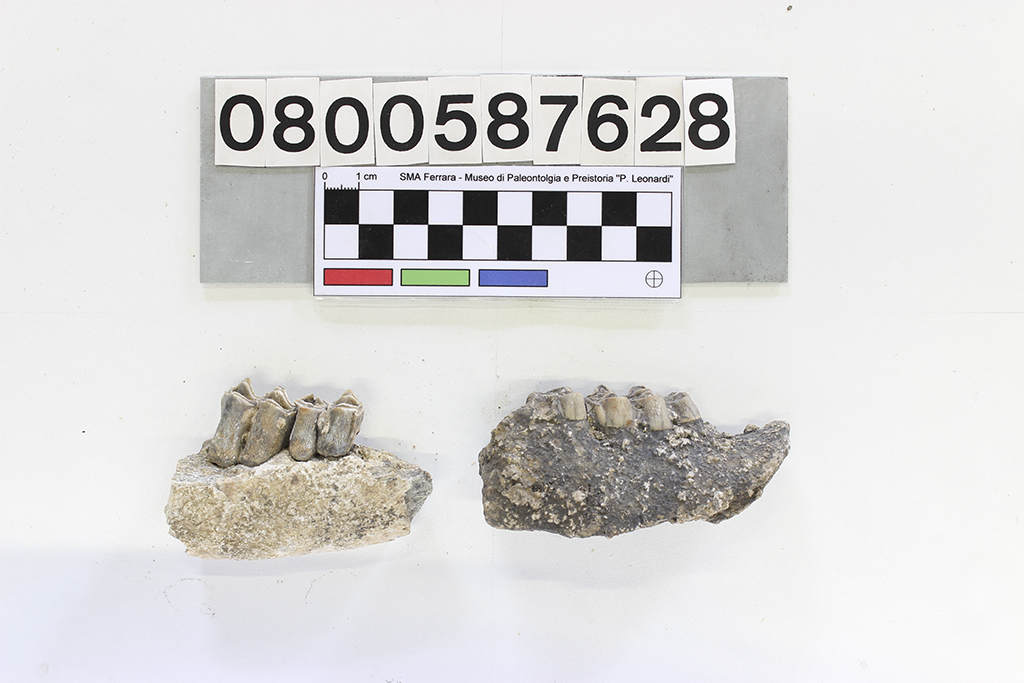 fossile (Cervus sp., Sangiran, mandibole, esemplare)