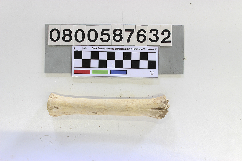 fossile (Ovis sp., metacarpo destro, esemplare)