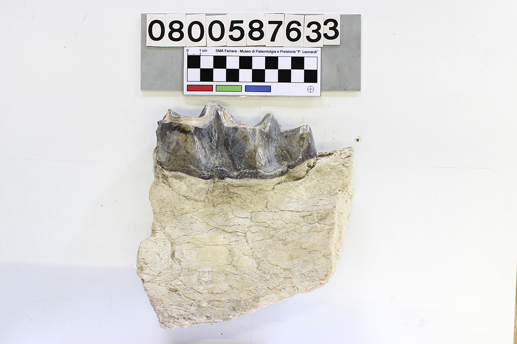 fossile (Menodus proutii, frammento mandibola con M3, esemplare)