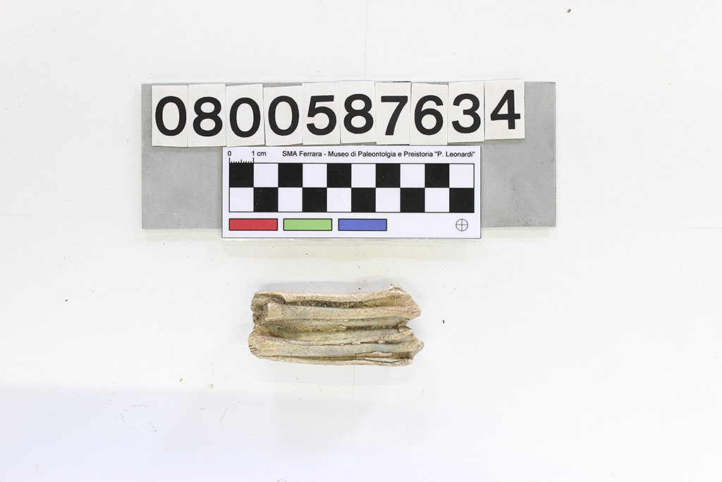 fossile (Bubalus palaeokerabau, dente, esemplare)