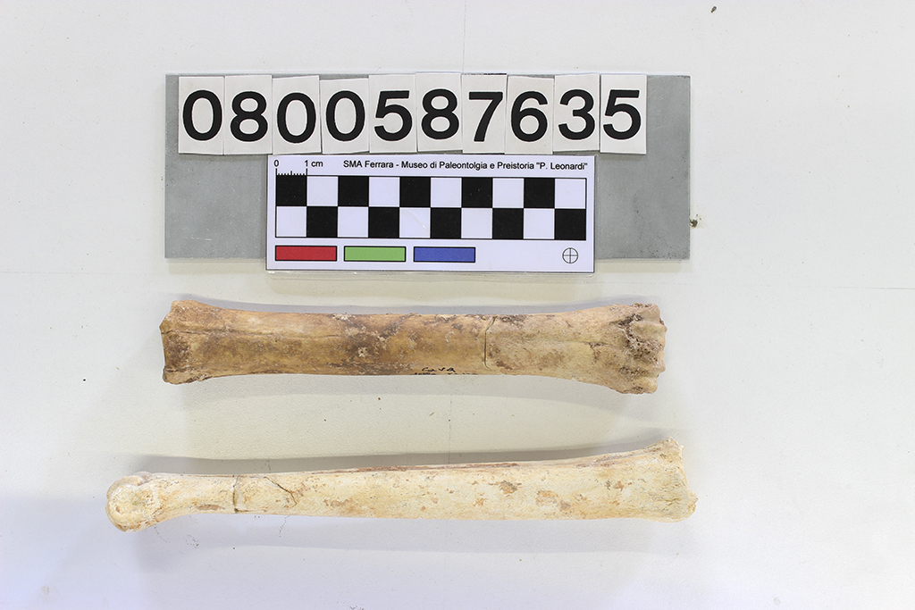 fossile (Cervus elaphus siciliae, metacarpo e metatarso, esemplare)