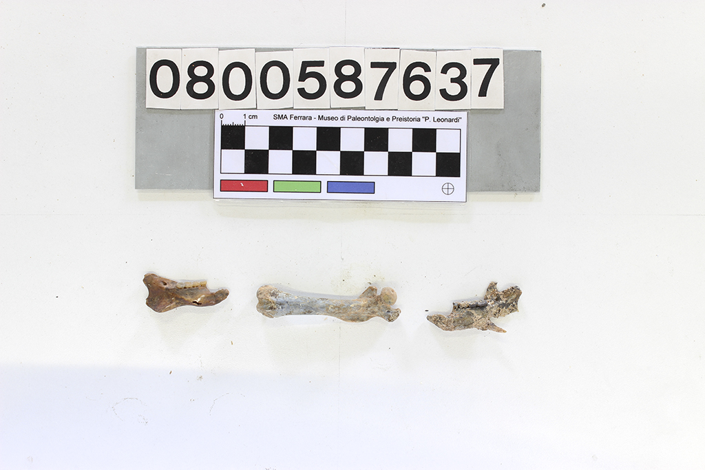 fossile (Leithia melitensis, mandibole e femore, esemplare)