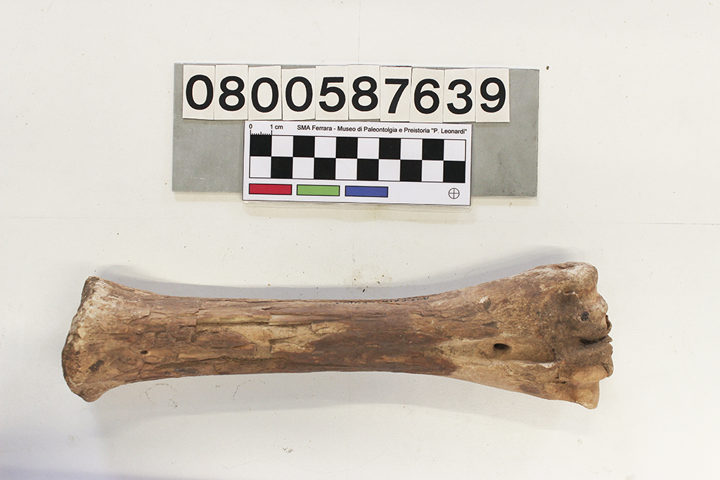 fossile (Bos primigenius, metatarso, esemplare)