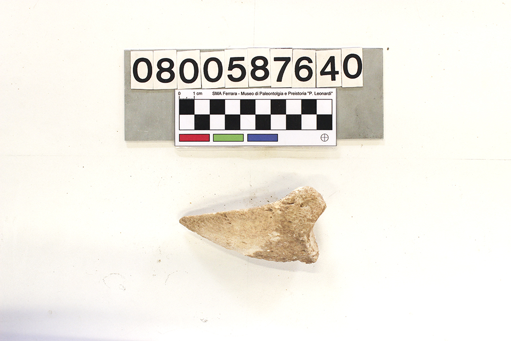 fossile (Alces alces, falange, esemplare)