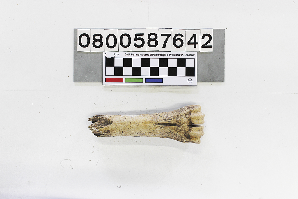 fossile (Cervus elaphus, metacarpo, esemplare)