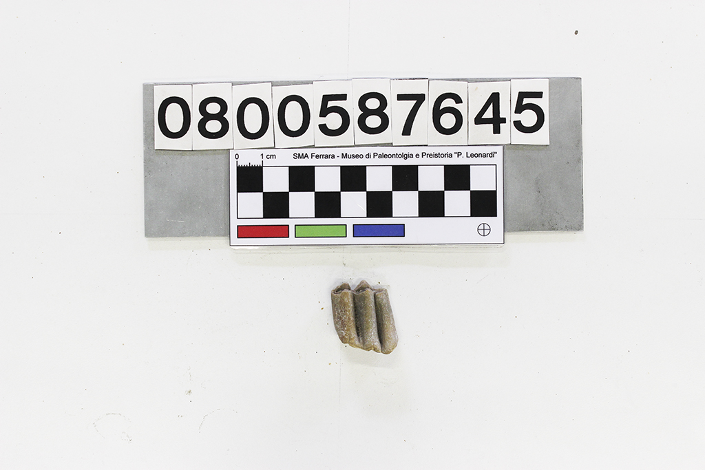 fossile (Antilope, terzo molare, Giava, esemplare)