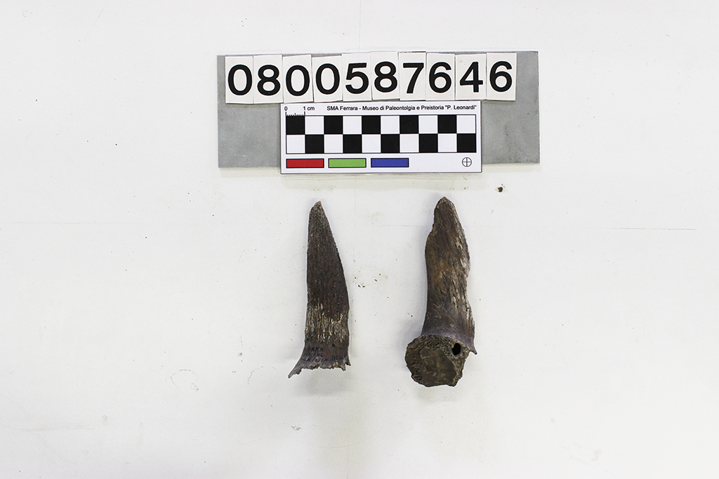 fossile (Capra hircus, due cavicchie ossee, serie)