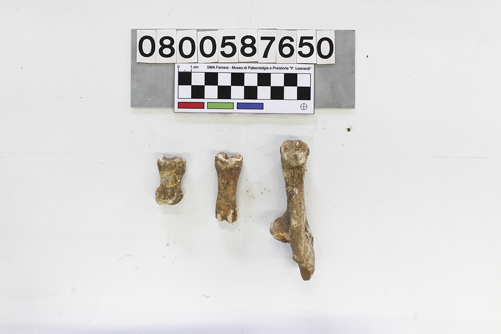 fossile (Rangifer tarandus, calcagno e falangi, serie)