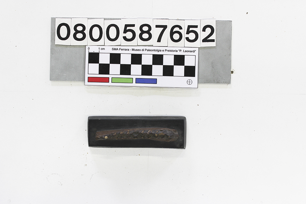 replica (modello) (Poebrotherium wilsoni, esemplare)