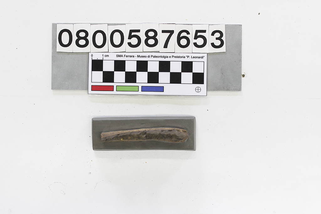 replica (modello) (Poebrotherium wilsoni, esemplare)