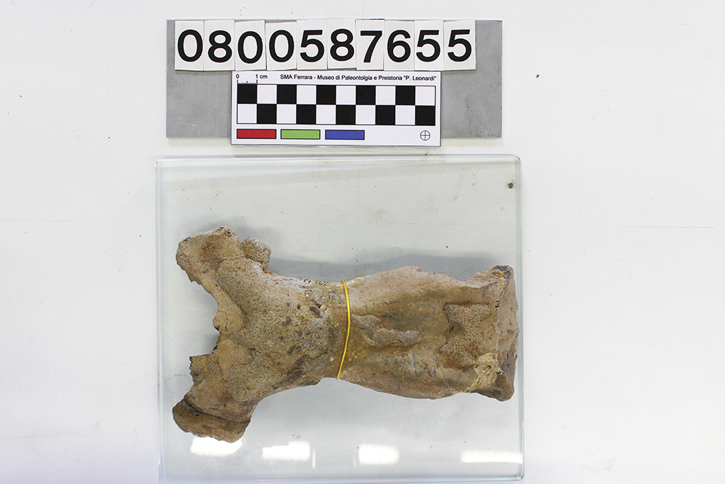 fossile (Halitherium schinzii, cranio, esemplare)