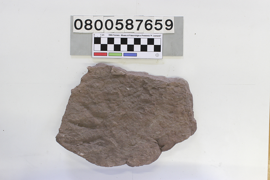 ichnofossile (Dimetropus sp., orma, esemplare)