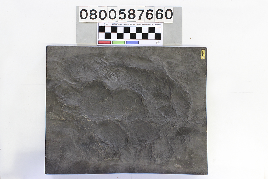 replica (modello) (Eubrontes giganteus, icnofossile, esemplare)