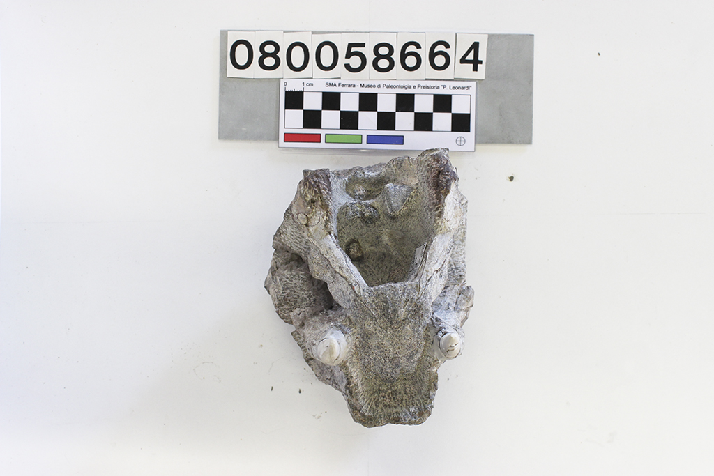 fossile (Lystrosaurus sp., cranio, esemplare)