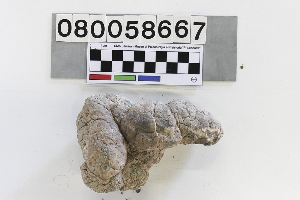 fossile (Cinodonte, copralite, esemplare)