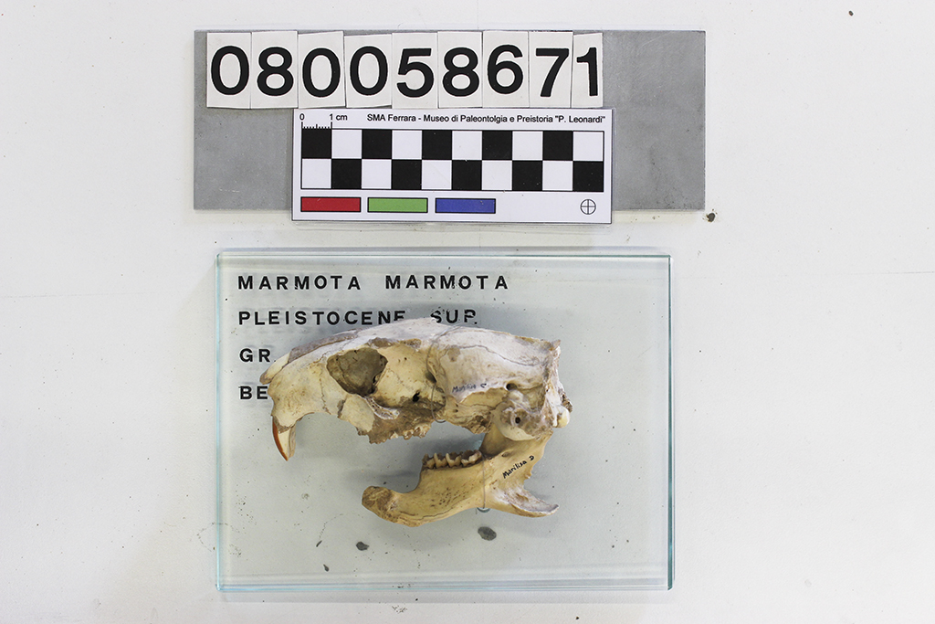 fossile (Marmota marmota, cranio e mandibola, serie)