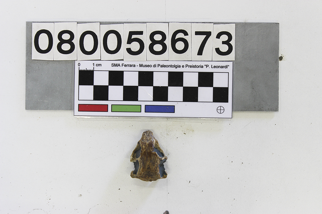 replica (modello) (Cistecephalus microrhinus, esemplare)