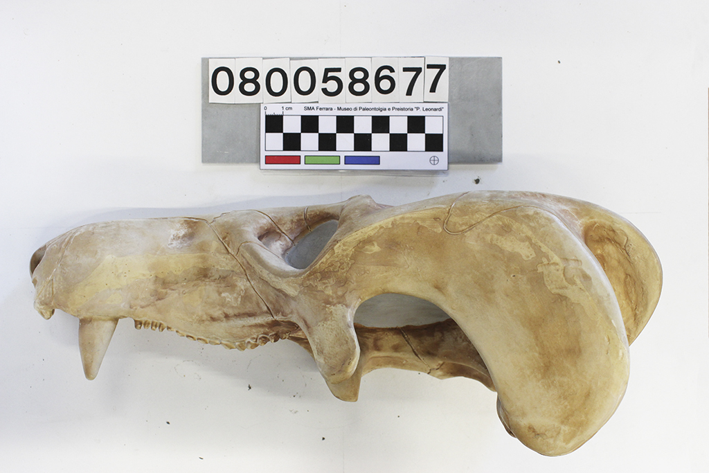 ricostruzione (Cynognathus, cranio, esemplare)